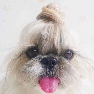 Meet your Posher, Elissa